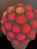 spherical_plantIMG_7759.jpeg